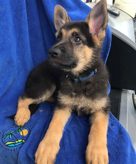 nadelhaus german shepherds|miniature german shepherd for sale.